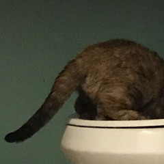 TV (arbitrary lament draft, turn up volume)