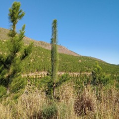 Immediate Effect (Original Mix)