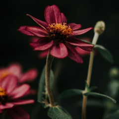 Come In, O Come (Hymn #354)