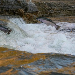 Oct 30-The Art of Facing Things.m4a