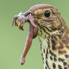 Song Thrush - MixPre - 71197