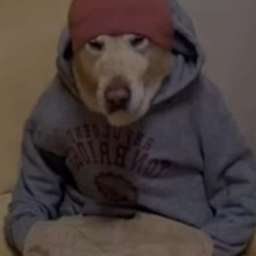 blaze bullshit selections