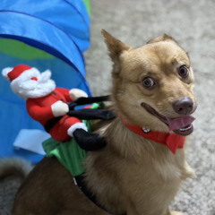 Jdawg x Ollie ( leo Eok cover)