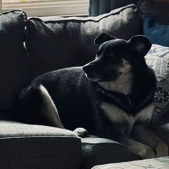 The victim of A traitor