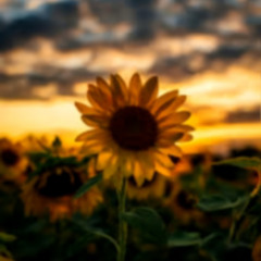 Sunflower (Prod. Jang0)