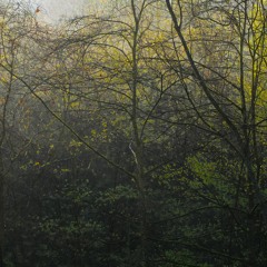 Hocking Hills Woodland Dawn Chorus 4.25.24