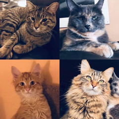 Fresh Tracks from Cool Cats