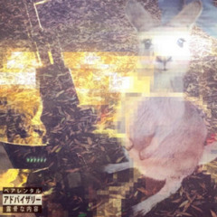 (prod.Shemoza) קאלי