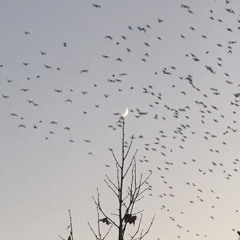 پیدا کن مرا