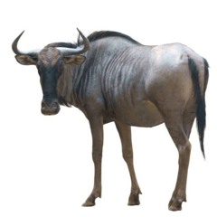 Favourite 50 Soundtracks (Sporcle)