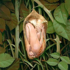 Surrender To Form - Ecstatic Dance Live Set 24.12.24