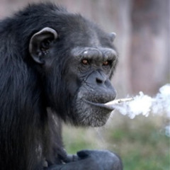 Grease Monkey