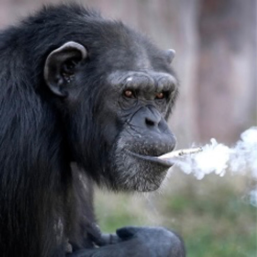 Grease Monkey