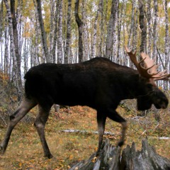 MOOSE THE 3RD (PROD. BR'8)