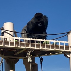 40_Higashiyama ZOO&BotanicalGardens_96k24bit_Binaural MIX_0924