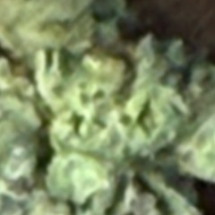 i got so much weed :(