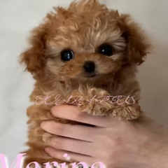 Micro Teacup Poodle Puppies for Sale Massachusetts | Tiny, Loving & Family-Ready