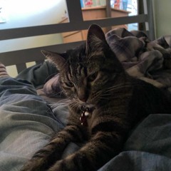 Cat meow