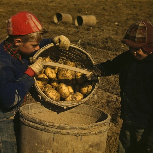 Discussing Potato Salad Recipes With A Bunch Of Iowans