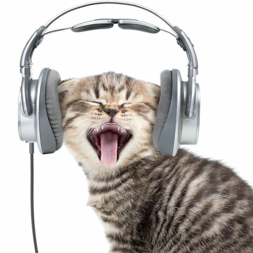 Кот в наушниках
82