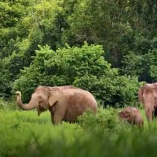 Reducing Human-Elephant Conflict in Thailand