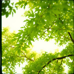 SummerTree