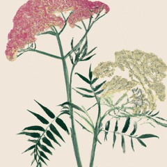 Bitter Blossoms - Oj Mori Kavale