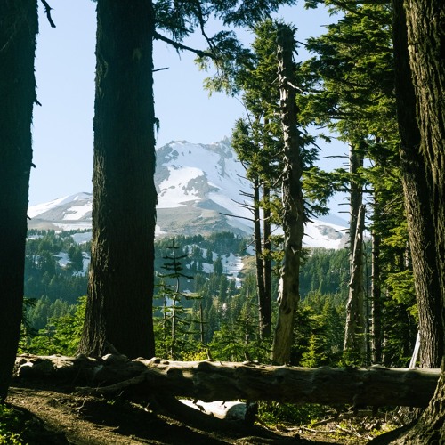 Juniper (w/j'san)