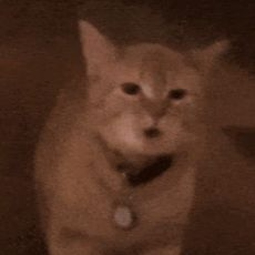 Pachelbel - Meow in D