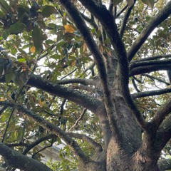 psalm 1:3 (spontaneous)