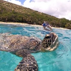 Best Place To Snorkel With Turtles In Oahu Prices Reviews
