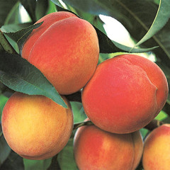 Peaches and Cream (Ft. Clipse Szn)