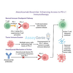 Atezolizumab_ Unveiling the Role of Anti-PD-L1 in Cancer Research