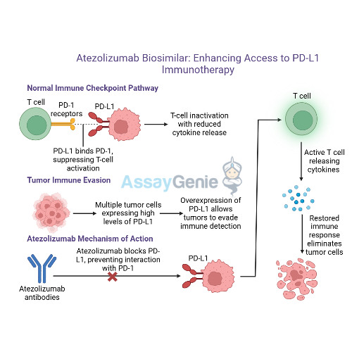 Atezolizumab_ Unveiling the Role of Anti-PD-L1 in Cancer Research