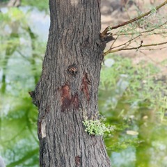 ازهري محمد علي | البصيرة ام حمد
