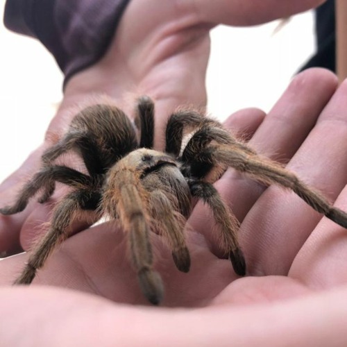 Stream ARTRÓPODOS by Bejarano Listen online for free on SoundCloud