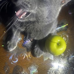 top 10 cats