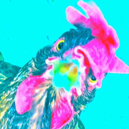 chook's revenge