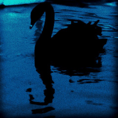 Black Swan