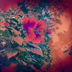 Stolas Speaks (Cover)