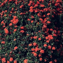 New Growth