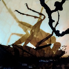 They Will (Die) [Instrumental]