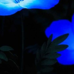 Blue Flowers