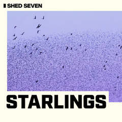 Starlings (Radio Edit)