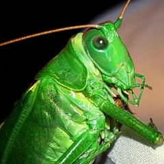 Locust