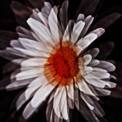 251119 - Disharmonious