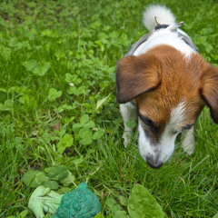 Based Broccoli 12.08.25