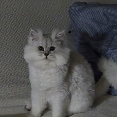 모노사파🤍🤍