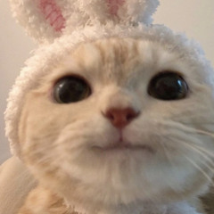 Bunny! snip