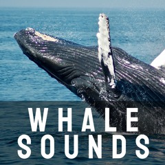 Healing Whale Sound
